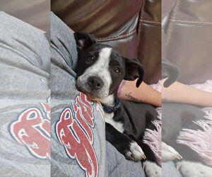 Pointer-Unknown Mix Dogs for adoption in Woodbury, NY, USA