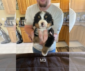Bernese Mountain Dog Puppy for Sale in ARGONNE, Wisconsin USA