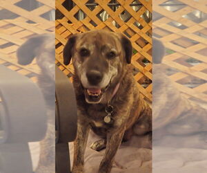 Bullboxer Pit Dogs for adoption in Salt Lake City, UT, USA