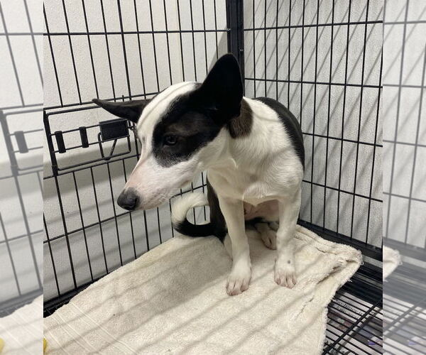 Medium Photo #9 Border Collie-Rat Terrier Mix Puppy For Sale in GILBERTS, IL, USA