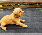 Small #1 Golden Retriever