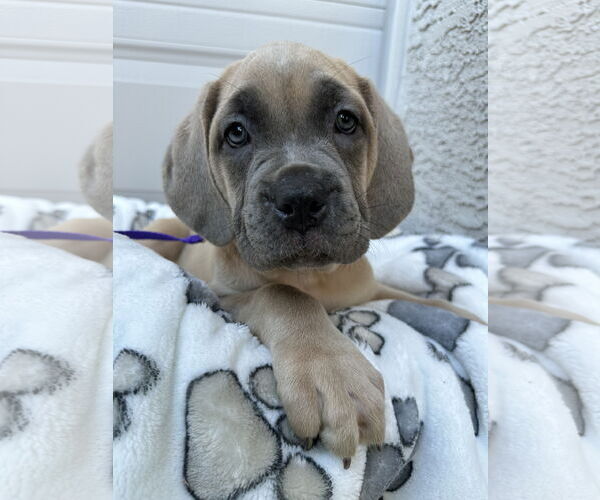 Medium Photo #2 Mutt Puppy For Sale in Goodyear, AZ, USA