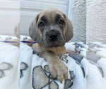 Small #1 Mutt