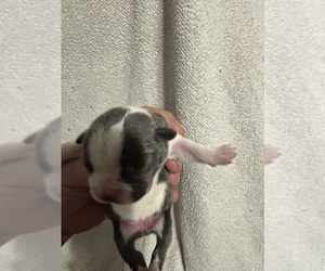 Medium Boston Terrier