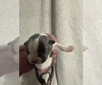 Puppy 6 Boston Terrier