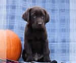 Small #2 Labrador Retriever