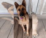Small #2 German Shepherd Dog