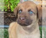 Small #2 Labrador Retriever Mix