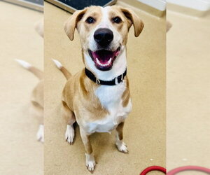 Labrador Retriever-Unknown Mix Dogs for adoption in Derwood, MD, USA