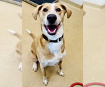 Small Labrador Retriever Mix