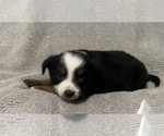 Small Photo #46 Miniature Australian Shepherd Puppy For Sale in QUINCY, CA, USA