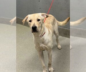 Labrador Retriever-Unknown Mix Dogs for adoption in Las Vegas, NV, USA
