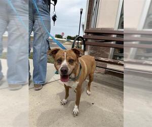 American Staffordshire Terrier-Unknown Mix Dogs for adoption in San Antonio, TX, USA