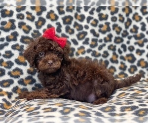Cavapoo Puppy for sale in LAKELAND, FL, USA