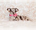 Puppy Hyacinth Chihuahua