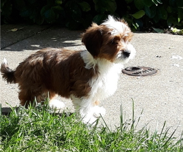Medium Photo #4 Mal-Shi-YorkiePoo Mix Puppy For Sale in ROCKVILLE, MD, USA