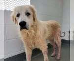 Small #7 Great Pyrenees