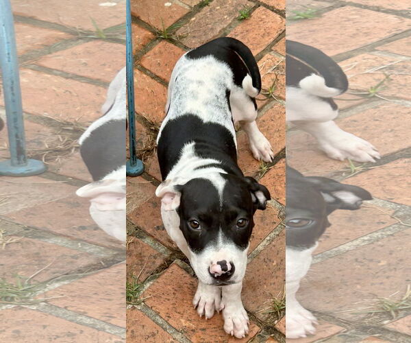 Medium Photo #1 Bulldog-Unknown Mix Puppy For Sale in Wetumpka, AL, USA