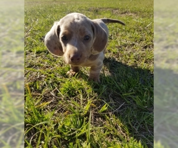 Medium Photo #1 Dachshund Puppy For Sale in BRYAN, TX, USA