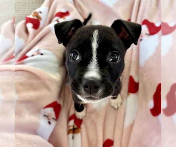 Medium Photo #1 American Staffordshire Terrier-Unknown Mix Puppy For Sale in San Juan Capistrano, CA, USA