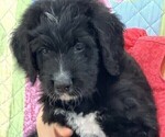 Small #8 Bernedoodle