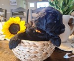 Small Photo #30 Goldendoodle Puppy For Sale in LOUISA, VA, USA