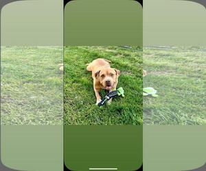 Indie - Female Mutt Dog for Adoption - Photo #3