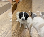 Small #5 Great Pyrenees