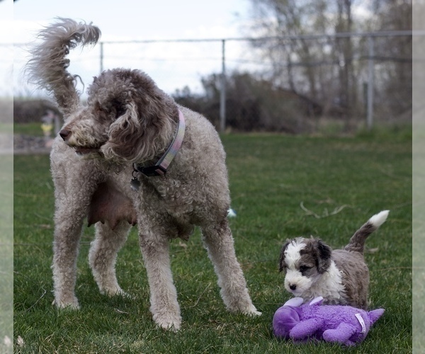 Medium Photo #4 Bernedoodle Puppy For Sale in KENNEWICK, WA, USA