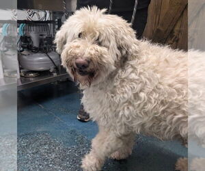 Poodle (Standard)-Unknown Mix Dogs for adoption in Chico, CA, USA