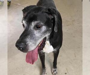 Great Dane Dogs for adoption in San Diego, CA, USA