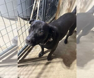 Labrador Retriever-Unknown Mix Dogs for adoption in Foristell, MO, USA
