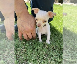 Chihuahua Puppy for sale in DESERT HOT SPRINGS, CA, USA