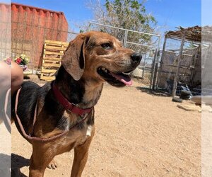Coonhound-Treeing Walker Coonhound Mix Dogs for adoption in Apple Valley, CA, USA
