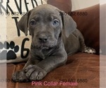 Puppy Pink Collar F Cane Corso