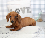 Small Photo #6 Dachshund Puppy For Sale in MARIETTA, GA, USA