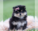 Small #3 Pomeranian