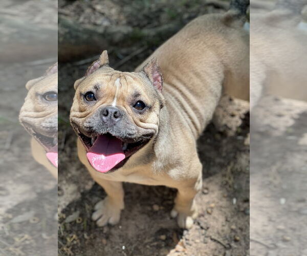 Medium Photo #4 American Bulldog-French Bulldog Mix Puppy For Sale in Lakemont, GA, USA