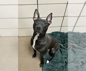 American Staffordshire Terrier-Unknown Mix Dogs for adoption in Fort Wayne, IN, USA