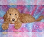 Small #8 Labradoodle