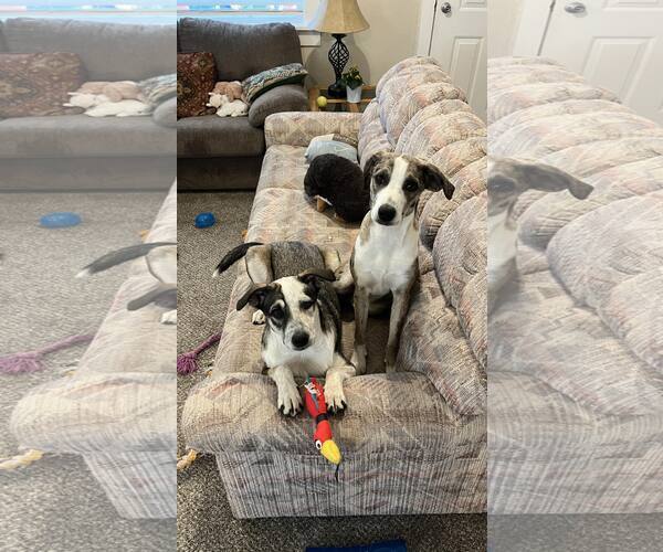 Medium Photo #10 Catahoula Leopard Dog-Unknown Mix Puppy For Sale in Sandy, UT, USA