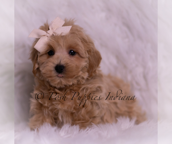 Medium Photo #93 Maltipoo (Miniature) Puppy For Sale in WARSAW, IN, USA