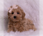 Small Photo #93 Maltipoo (Miniature) Puppy For Sale in WARSAW, IN, USA