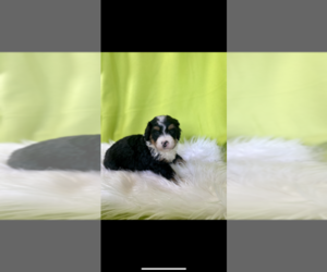 French Bulldog Puppy for sale in STURGIS, MI, USA