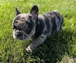 Small Photo #5 French Bulldog Puppy For Sale in FORT WAYNE, IN, USA