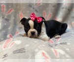 Small Photo #7 Boston Terrier Puppy For Sale in LAKELAND, FL, USA