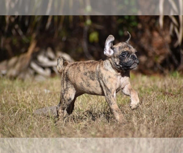 Medium Photo #5 Pug Puppy For Sale in PALM COAST, FL, USA