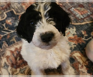 Brittany-Poodle (Miniature) Mix Puppy for sale in OAK GROVE, MN, USA