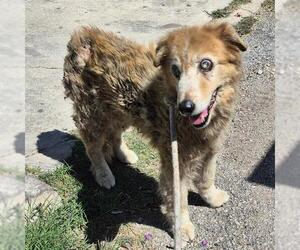 Labrador Retriever-Unknown Mix Dogs for adoption in San Antonio, TX, USA