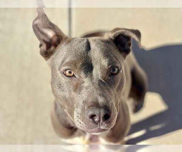 Medium Photo #1 Mutt Puppy For Sale in Tulsa, OK, USA